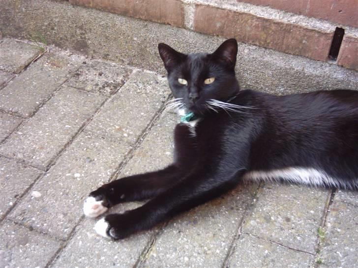 Huskat Osiris billede 16