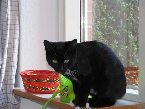 Huskat Osiris billede 17