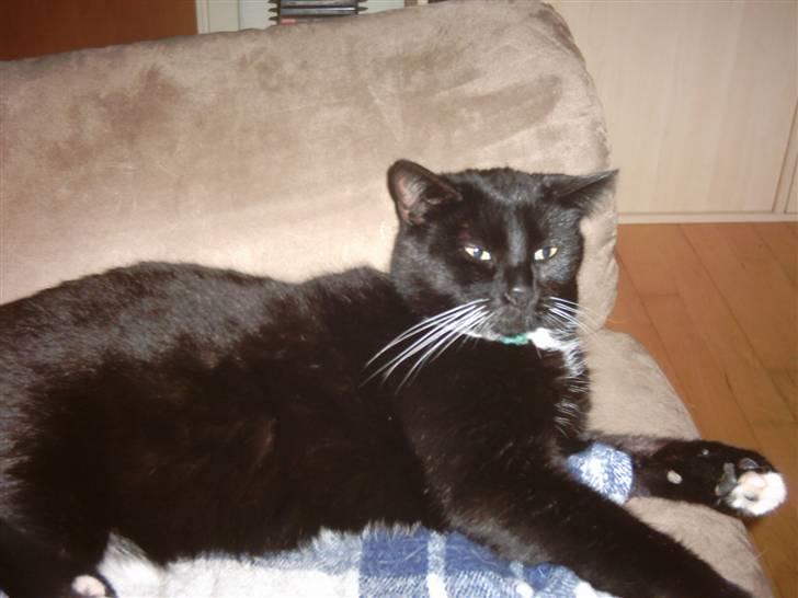 Huskat Osiris billede 18