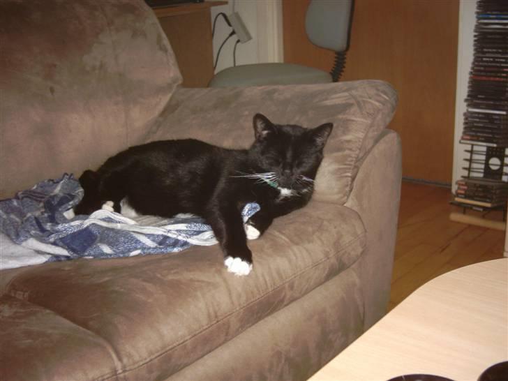 Huskat Osiris billede 19