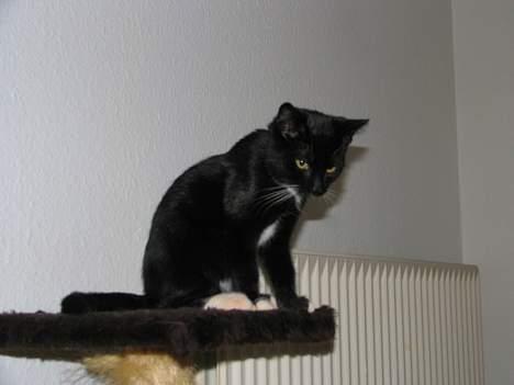 Huskat Osiris billede 20