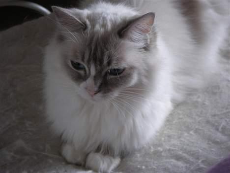 Ragdoll Darling - Darling i mors seng. billede 11