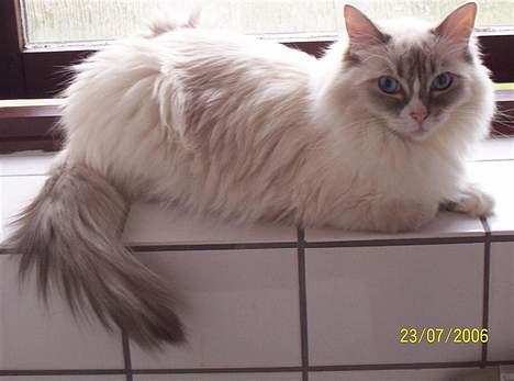 Ragdoll Darling - Darling i badeværelset. billede 12