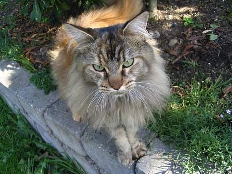 Maine Coon 'Cirkeline' - Hvil i Fred - Efterår 2006 - Miijn smukke 4 ever <´33 billede 10
