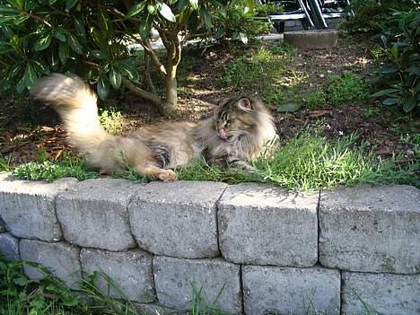 Maine Coon 'Cirkeline' - Hvil i Fred - Efterår 2006 - Tunge-attack!!! billede 11