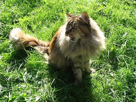 Maine Coon 'Cirkeline' - Hvil i Fred - Efterår 2006 - Tungen igen!! *MUHA!* billede 12