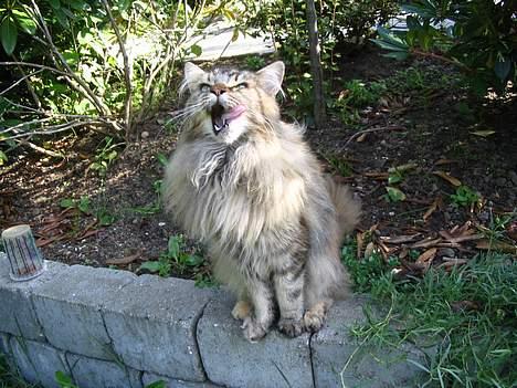 Maine Coon 'Cirkeline' - Hvil i Fred - Efterår 2006 - Der er altså et eller andet med den tunge... :-/ billede 13