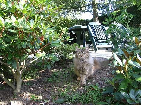 Maine Coon 'Cirkeline' - Hvil i Fred - Efterår 2006 - Hov! Hvor blev tungen af? billede 14