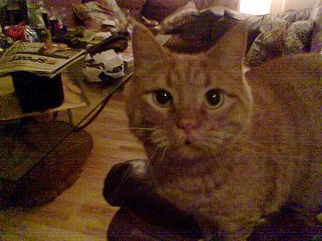 Huskat Buller R.I.P. 10.04.08 - er jeg ikke bare nuser ;-) billede 4