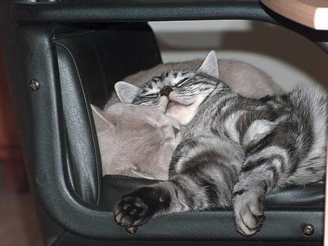 British Shorthair King Simba - Sommetider er det skønt at sove med min lillebror. billede 19