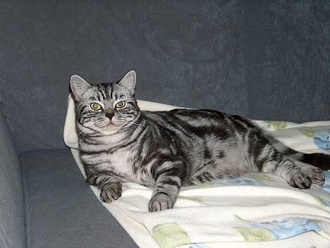 British Shorthair King Simba - Synes i ikke jeg er blevet stor og flot? billede 20