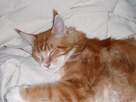 Maine Coon Aslan billede 11