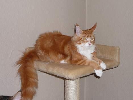 Maine Coon Aslan billede 12