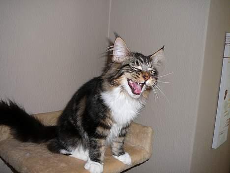 Maine Coon DaCapo billede 11