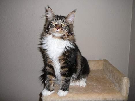 Maine Coon DaCapo billede 12