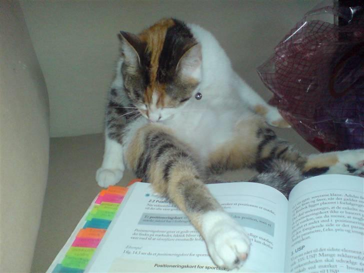 Huskat Akia - Læser lige mors lektier...:-) billede 15