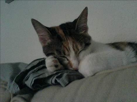 Huskat Akia - ZzzzZzzz... billede 16