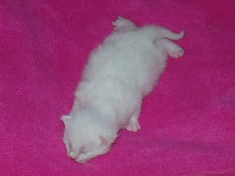 Huskat Uldtotten (Azizam) - her ligger jeg og sover på den lyserøde sovepose. billede 16