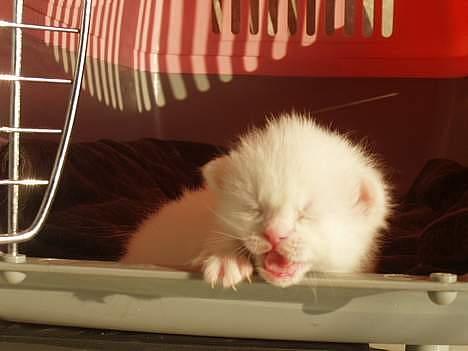 Huskat Uldtotten (Azizam) - her ligger jeg & nyder solen & kalder på mor. billede 17