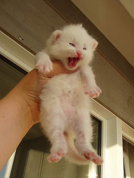 Huskat Uldtotten (Azizam) - hjæææææælp mig ned mor. billede 18