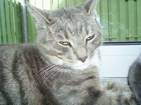 Huskat Miss Gråmis - Gider du virkelig blive ved med at fotografere mig? billede 3