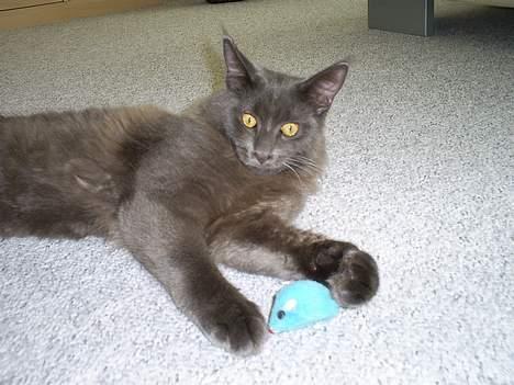 Maine Coon Sofus billede 6