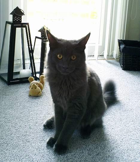 Maine Coon Sofus billede 7