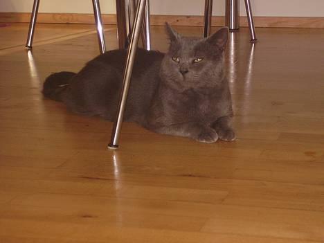 Blanding af racer Kalle billede 3