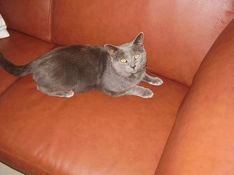 Blanding af racer Kalle billede 4