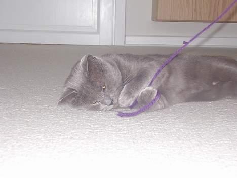 Blanding af racer Kalle billede 6