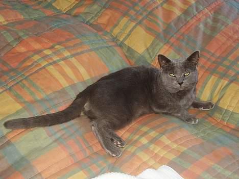 Blanding af racer Kalle billede 7