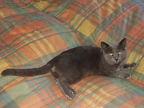 Blanding af racer Kalle billede 9