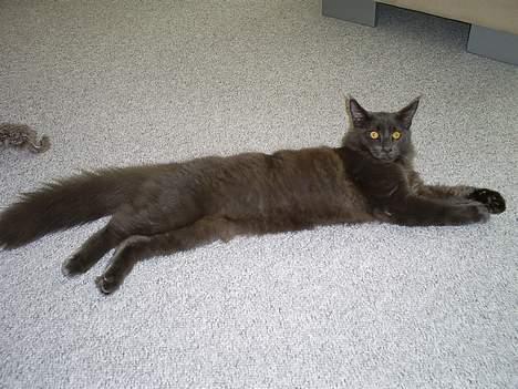 Maine Coon Sofus billede 8