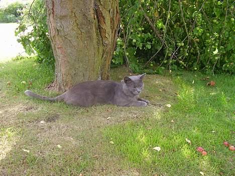 Blanding af racer Kalle billede 10