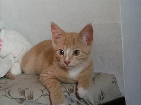 Huskat anton R.I.P 2.maj 2007, - uu det smager godt billede 1