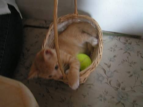 Huskat anton R.I.P 2.maj 2007, billede 2