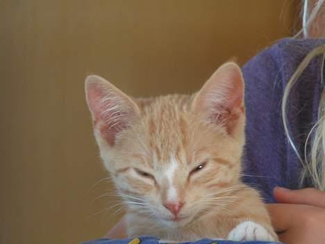 Huskat anton R.I.P 2.maj 2007, - godmorgen.. billede 3