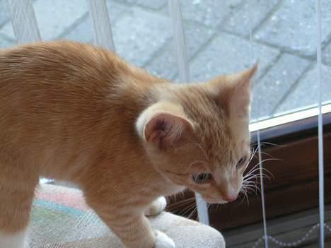 Huskat anton R.I.P 2.maj 2007, billede 4