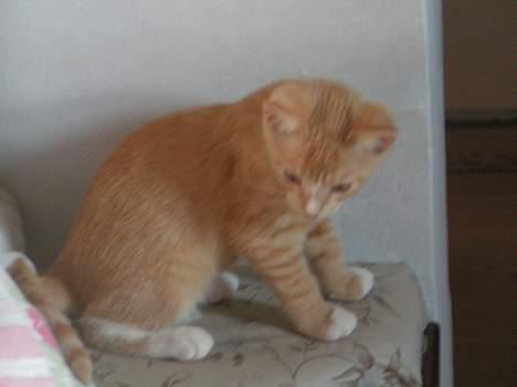 Huskat anton R.I.P 2.maj 2007, billede 5