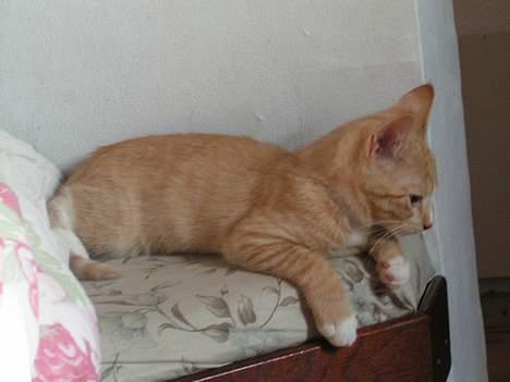 Huskat anton R.I.P 2.maj 2007, billede 6