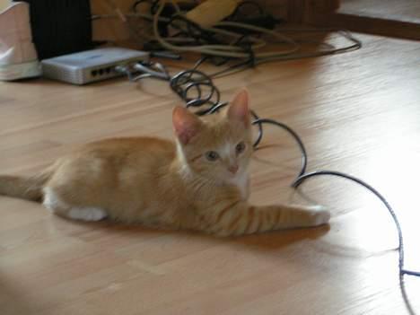 Huskat anton R.I.P 2.maj 2007, billede 7