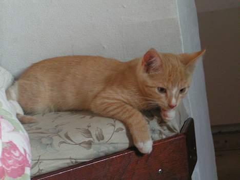 Huskat anton R.I.P 2.maj 2007, billede 8