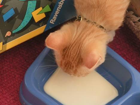 Huskat anton R.I.P 2.maj 2007, billede 9