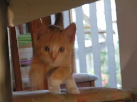 Huskat anton R.I.P 2.maj 2007, - nu kommer jeg billede 10