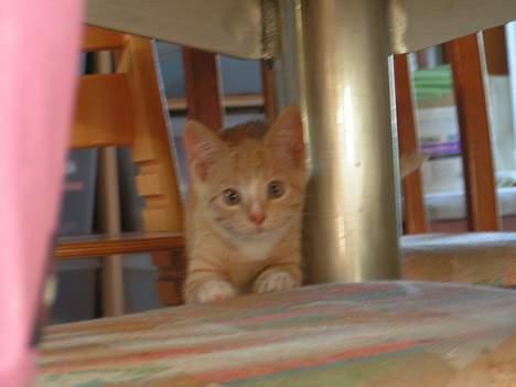 Huskat anton R.I.P 2.maj 2007, billede 11