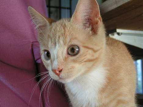 Huskat anton R.I.P 2.maj 2007, billede 12