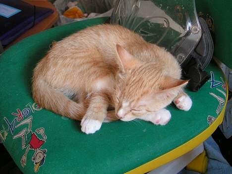 Huskat anton R.I.P 2.maj 2007, billede 13