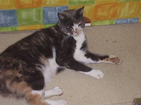 Blanding af racer Kitti billede 1