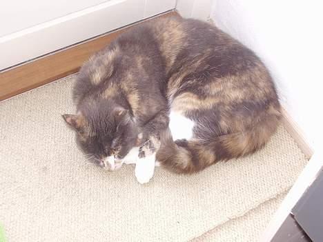 Blanding af racer Kitti billede 2