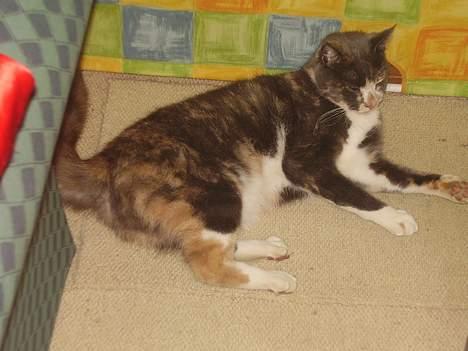 Blanding af racer Kitti billede 3